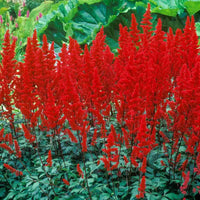 Red Astilbe Perennial Flower seeds for Planting - Pollinator Friendly, Heirloom & GMO Free Seeds for Home Garden