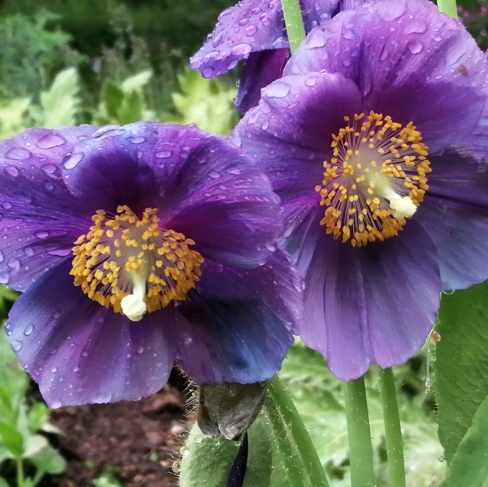 Lingholm Flower seeds for Planting - Drought Tolerant, Heirloom & GMO Free Seeds for Home Garden