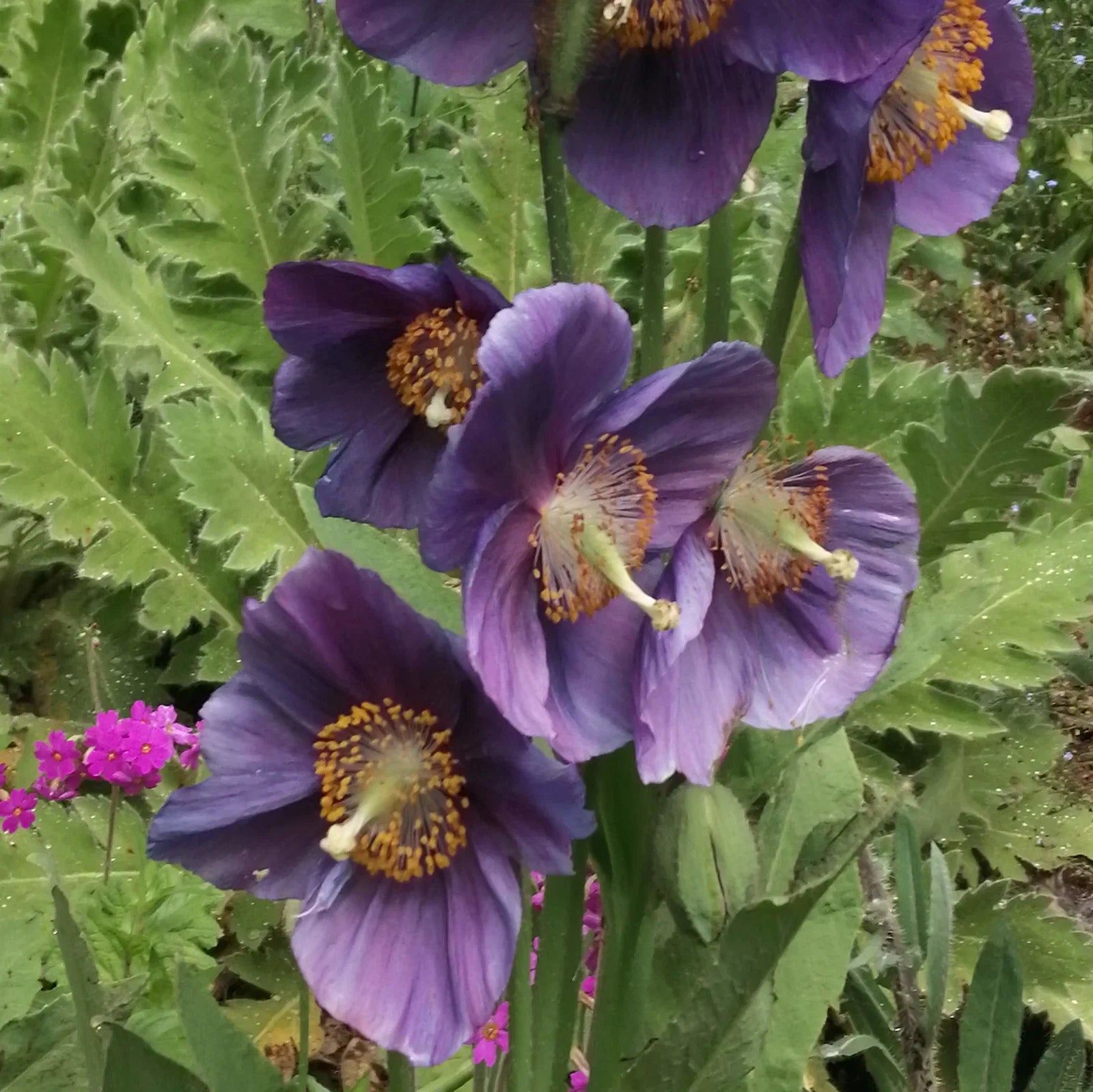 Lingholm Flower seeds for Planting - Drought Tolerant, Heirloom & GMO Free Seeds for Home Garden