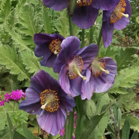 Lingholm Flower seeds for Planting - Drought Tolerant, Heirloom & GMO Free Seeds for Home Garden