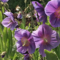 Lingholm Flower seeds for Planting - Drought Tolerant, Heirloom & GMO Free Seeds for Home Garden