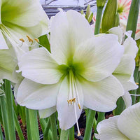 Light Grey Hippeastrum Flower seeds for Planting - Shade Tolerant, Heirloom & GMO Free Seeds for Home Garden