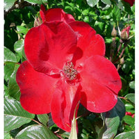 Maroon Rugosa Rose Flower seeds for Planting - Garden Favorite, Heirloom & GMO Free Seeds for Home Garden