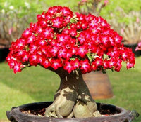 Red Rose Bonsai Flower seeds for Planting - Perfect for Borders, Heirloom & GMO Free Seeds for Home Garden