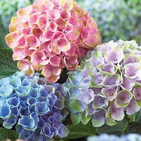 Mixed Hydrangea Flower seeds for Planting - Cottage Garden Essential, Heirloom & GMO Free Seeds for Home Garden