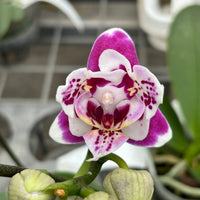 Butterfly Orchids White Violet Flower seeds for Planting - Fragrant Blossoms, Heirloom & GMO Free Seeds for Home Garden