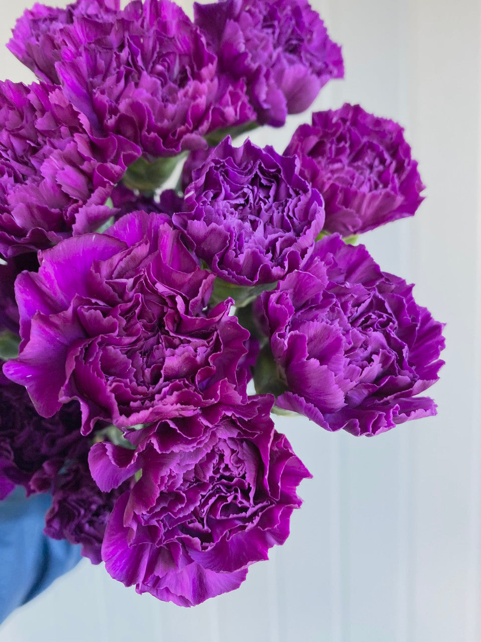Violet Caryophyllus Flower seeds for Planting - Shade Tolerant, Heirloom & GMO Free Seeds for Home Garden