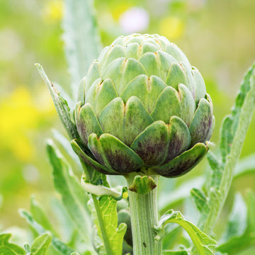 Puntarelle Flower seeds for Planting Vibrant Colors Heirloom & GMO Free Seeds for Home Garden