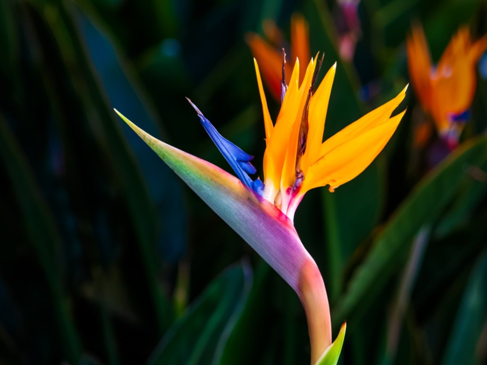 Strelitzia Flower Planting Seeds
