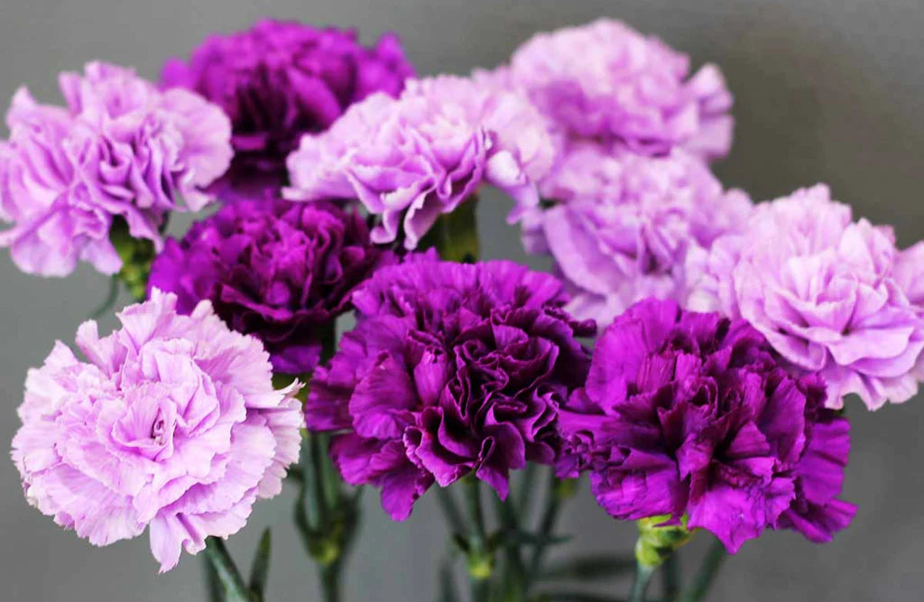 Lavender Carnations Flower seeds for Planting Perfect for Borders Heirloom & GMO Free Seeds for Home Garden 
 
 Sale