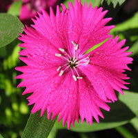 Pink Dianthus Flower seeds for Planting Compact Growth Heirloom & GMO Free Seeds for Home Garden
 
 Sale
