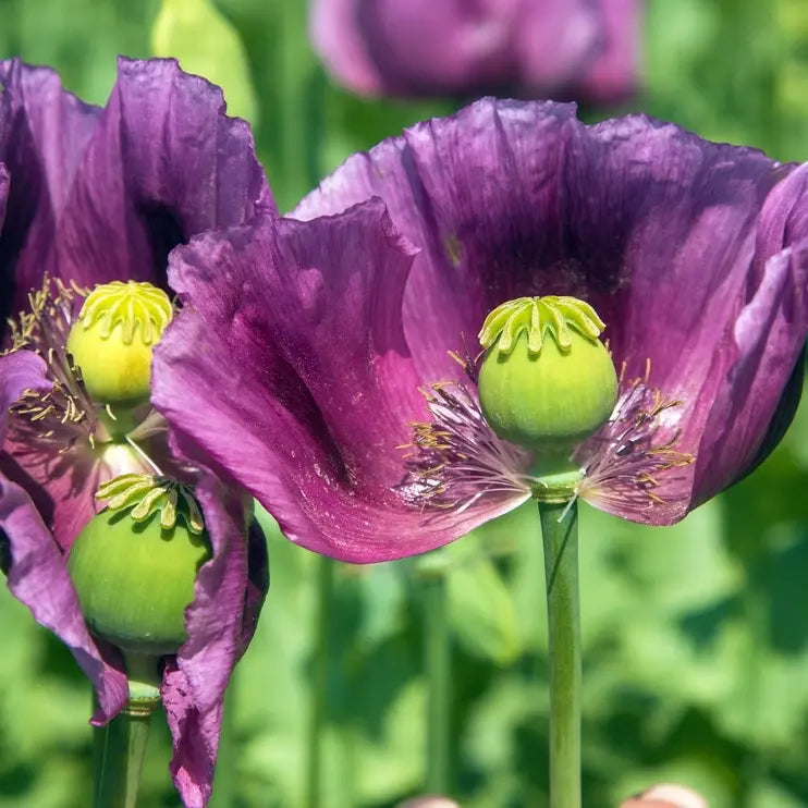 Violet Eschscholtzia Flower Seeds Easy to Grow Heirloom & GMO Free Seeds for Home Garden
 
 Sale