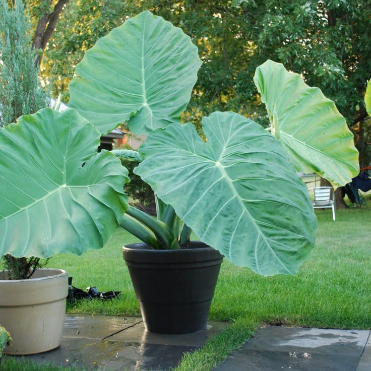 Green Giant Elephant Ear Flower seeds for Planting Fragrant Blossoms Heirloom & GMO Free Seeds for Home Garden 
 
 Sale