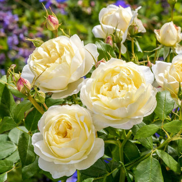 Cream Climbing Perennial Rose Flower Seeds for Planting Cut Flower Favorite Heirloom & GMO Free Seeds for Home Garden
 
 Sale