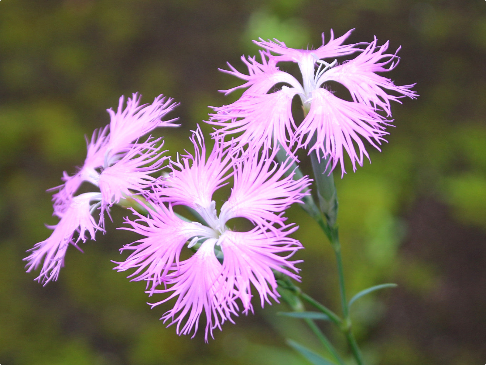 Dianthus Superbus Flower seeds for Planting Wildflower Mix Heirloom & GMO Free Seeds for Home Garden 
 
 Sale