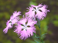 Dianthus Superbus Flower seeds for Planting Wildflower Mix Heirloom & GMO Free Seeds for Home Garden 
 
 Sale