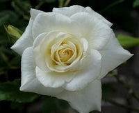 Rarest White Knight Rose Flower Seeds for Planting Premium Quality Ideal for Your Garden Heirloom & GMO Free Seeds for Home Garden 
 
 Sale