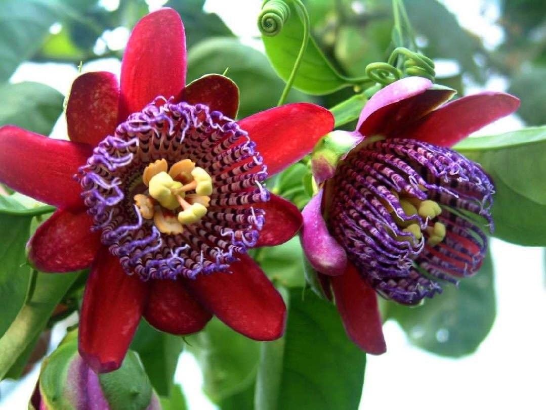 Riesengranadilla Flower seeds for Planting - Garden Favorite, Heirloom & GMO Free Seeds for Home Garden