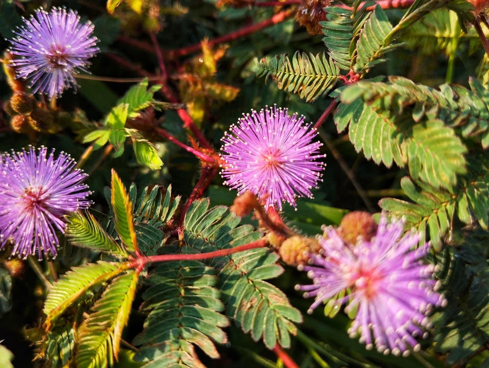 Mimosa Pudica Flower seeds for Planting Wildflower Mix Heirloom & GMO Free Seeds for Home Garden 
 
 Sale