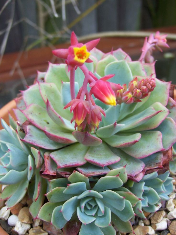 Mixed Echeveria Flower seeds for Planting Fragrant Blossoms Heirloom & GMO Free Seeds for Home Garden