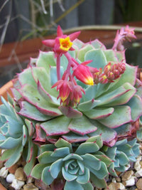 Mixed Echeveria Flower seeds for Planting Fragrant Blossoms Heirloom & GMO Free Seeds for Home Garden
