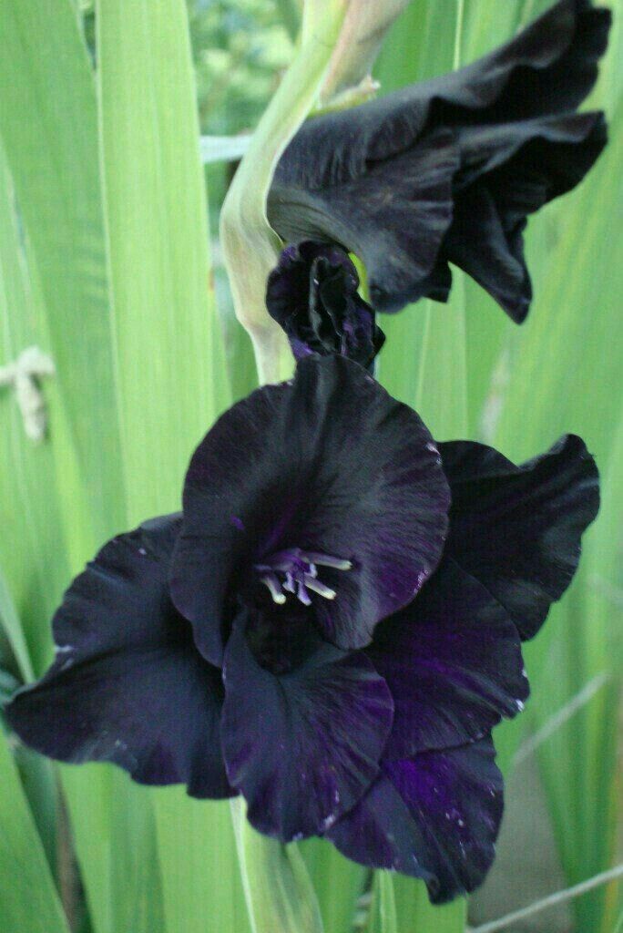Black Gladiolus Flower seeds for Planting Fragrant Blossoms Heirloom & GMO Free Seeds for Home Garden