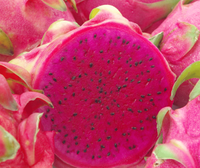 Pink Pitaya Seeds for Planting  Grow Your Own Delicious Dragon Fruit