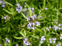 Asperula Flower seeds for Planting, Easy to Grow Heirloom & GMO Free Seeds for Home Garden   Sale