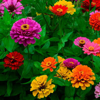 Mixed Magellan Flower seeds for Planting - Pollinator Friendly, Heirloom & GMO Free Seeds for Home Garden