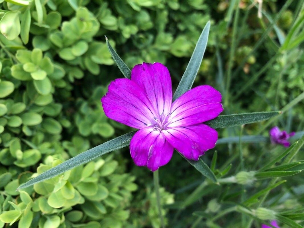 Agrostemma Githago Pink Seeds for Bright Pink Flowers