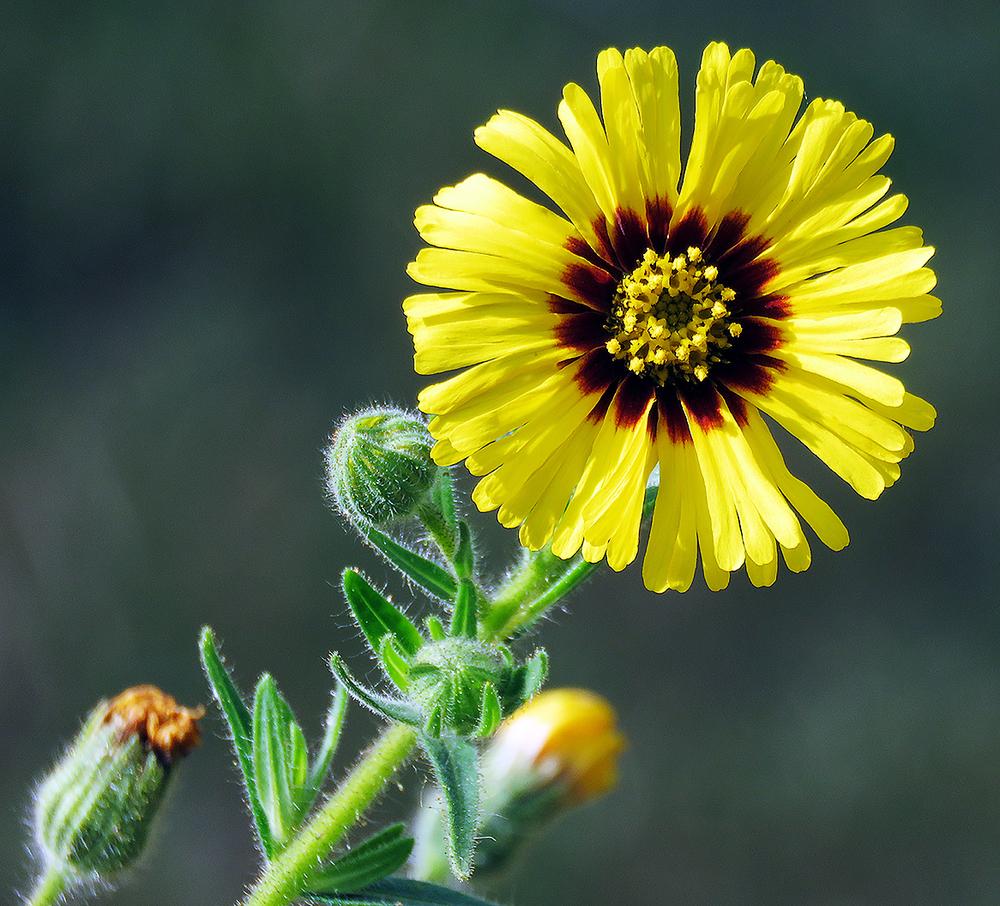 Yellow Madia Elegans Flower Seeds Planting