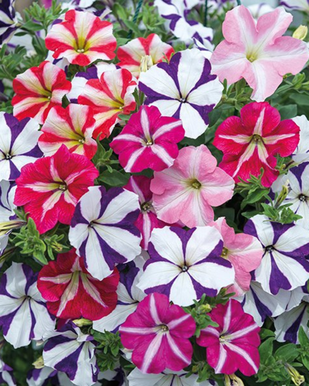Tacoli Bonsai Petunia Flower seeds for Planting Seasonal Bloomer Heirloom & GMO Free Seeds for Home Garden