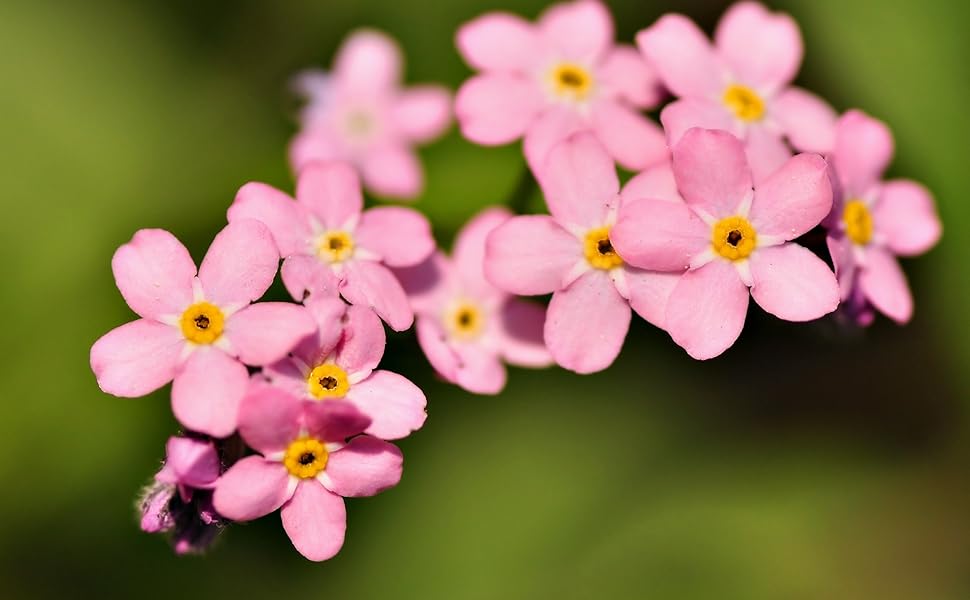 Red Myosotis Sylvatica Flower seeds for Planting Cut Flower Favorite Heirloom & GMO Free Seeds for Home Garden 
 
 Sale