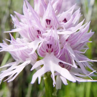White Man Orchid Flower seeds for Planting - Low Maintenance, Heirloom & GMO Free Seeds for Home Garden