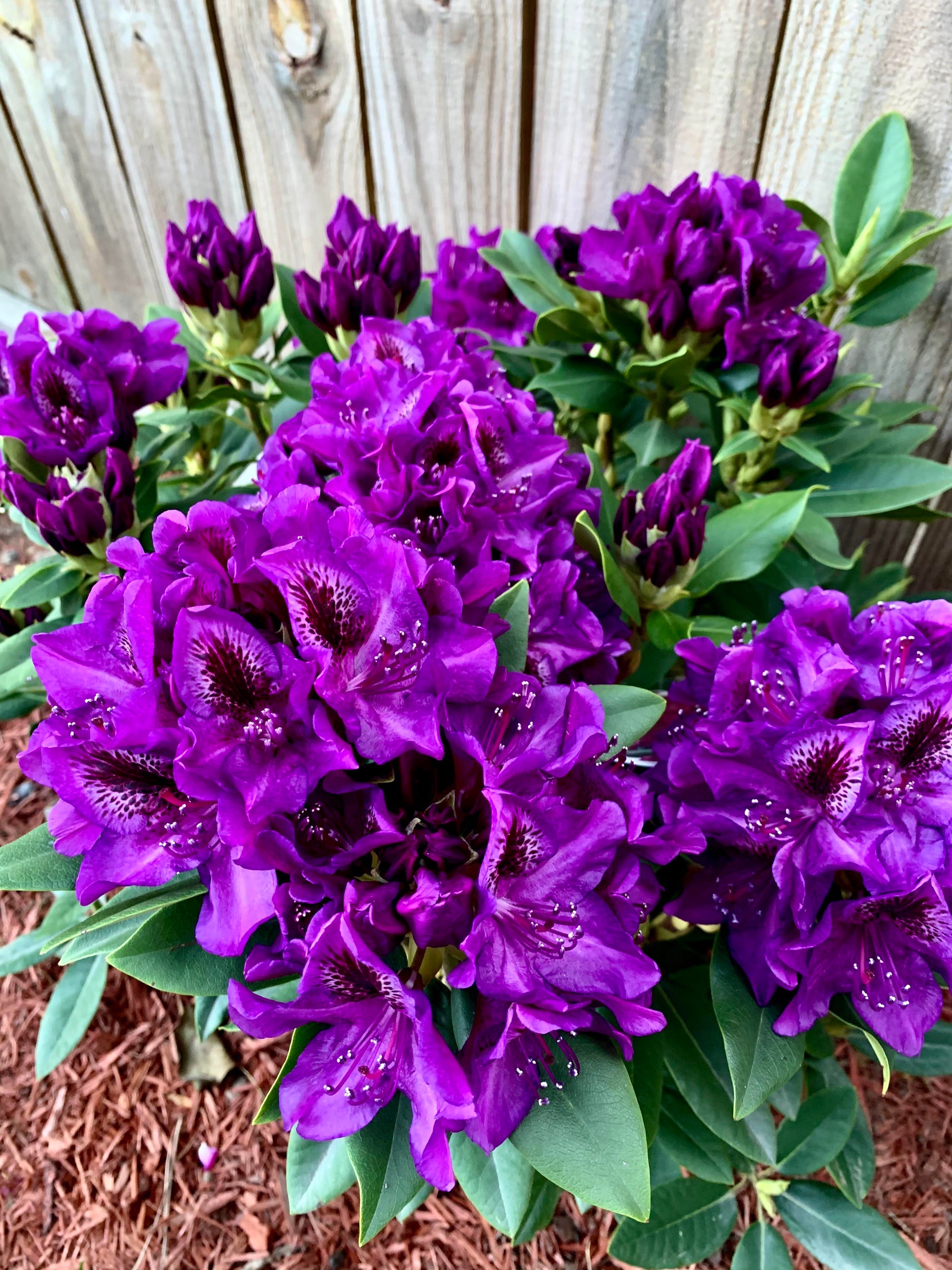 Purple Azalea Flower seeds for Planting Compact Growth Heirloom & GMO Free Seeds for Home Garden