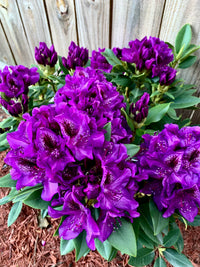 Purple Azalea Flower seeds for Planting Compact Growth Heirloom & GMO Free Seeds for Home Garden
