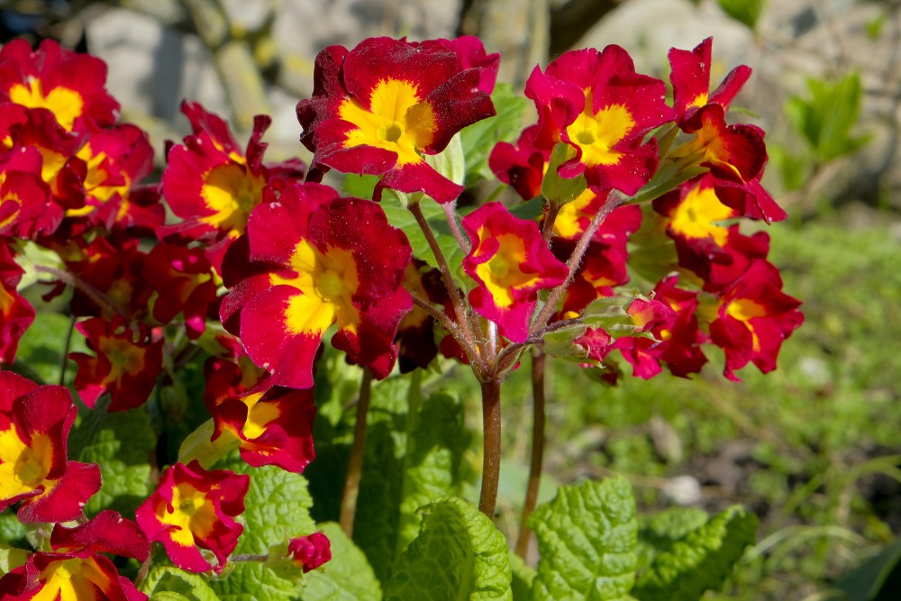 Primula Malacoides Red Flower seeds for Planting - Compact Growth, Heirloom & GMO Free Seeds for Home Garden