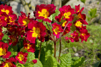 Primula Malacoides Red Flower seeds for Planting - Compact Growth, Heirloom & GMO Free Seeds for Home Garden