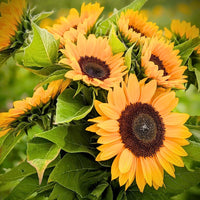 Orange Helianthus Flower seeds for Planting - Pollinator Friendly, Heirloom & GMO Free Seeds for Home Garden