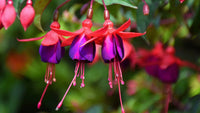 Double Petals Fuchsia Seeds - Yellow Red Blooms for Planting