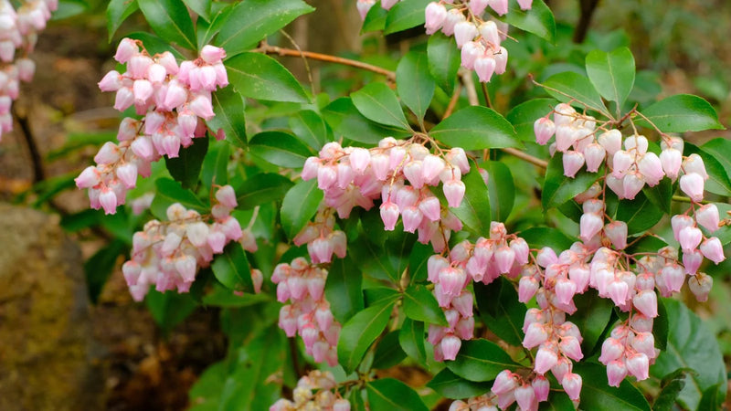 Pink Lily of the Valley Seeds for Planting Beautiful Perennial Flower Seeds