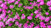 Ice Flower seeds for Planting Wildflower Mix Heirloom & GMO Free Seeds for Home Garden