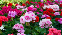 Mixed Regal Pelargonium Flower seeds for Planting - Cottage Garden Essential, Heirloom & GMO Free Seeds for Home Garden