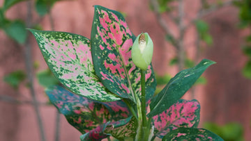 Aglaonema Flower seeds for Planting Cottage Garden Essential Heirloom & GMO Free Seeds for Home Garden