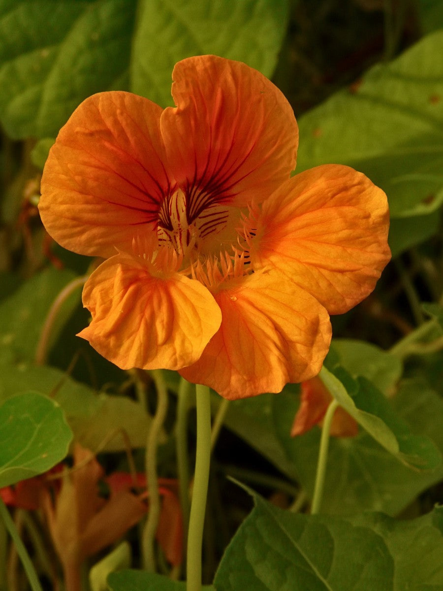 Orange Nasturtium Flower seeds for Planting - Fragrant Blossoms, Heirloom & GMO Free Seeds for Home Garden