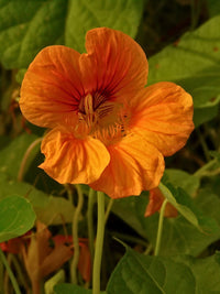 Orange Nasturtium Flower seeds for Planting - Fragrant Blossoms, Heirloom & GMO Free Seeds for Home Garden