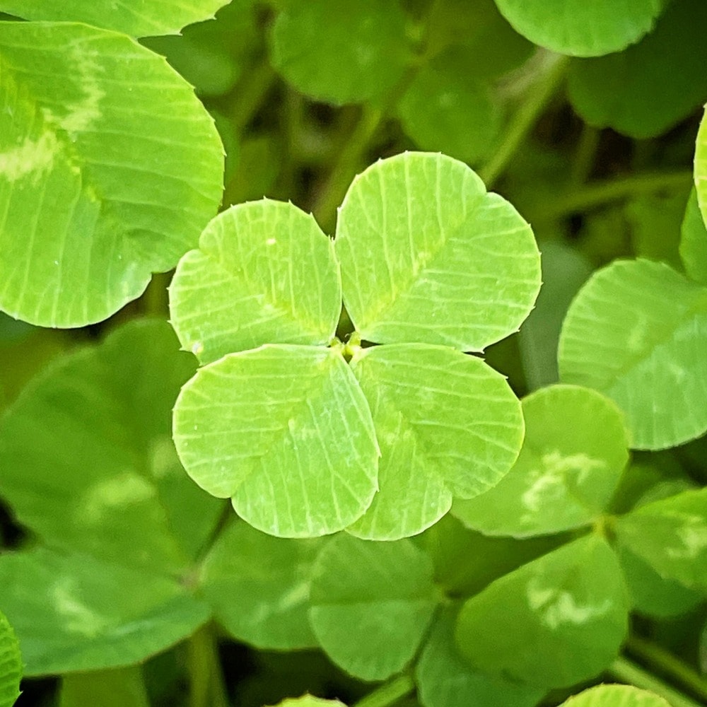 Green Leaf Clover Flower seeds for Planting Colorful Display Heirloom & GMO Free Seeds for Home Garden 
 
 Sale