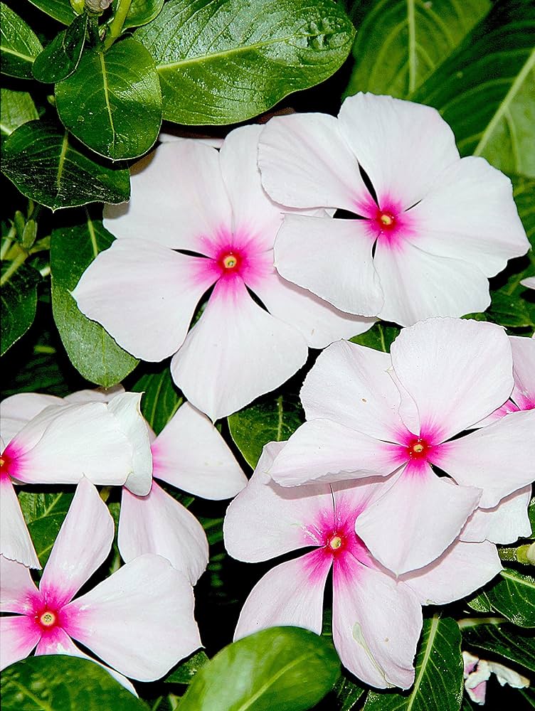Periwinkle Flower seeds for Planting - Colorful Display, Heirloom & GMO Free Seeds for Home Garden