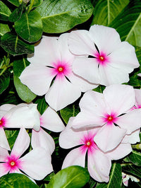 Periwinkle Flower seeds for Planting - Colorful Display, Heirloom & GMO Free Seeds for Home Garden