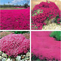 Thymus Serpyllum Flower seeds for Planting Cottage Garden Essential Heirloom & GMO Free Seeds for Home Garden